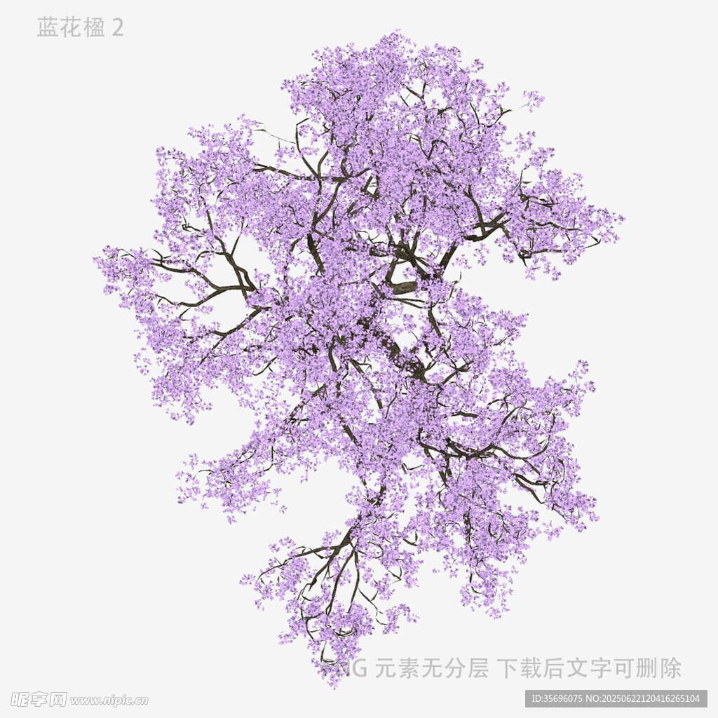 夢幻紫色繁花樹