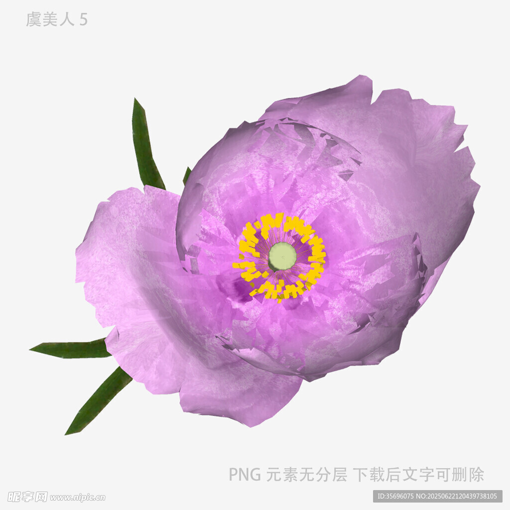 紫色芍藥花特寫
