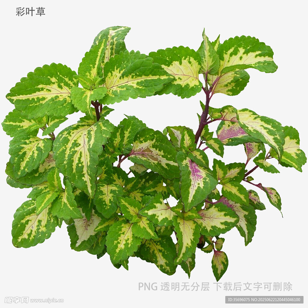 斑葉彩葉植物特寫