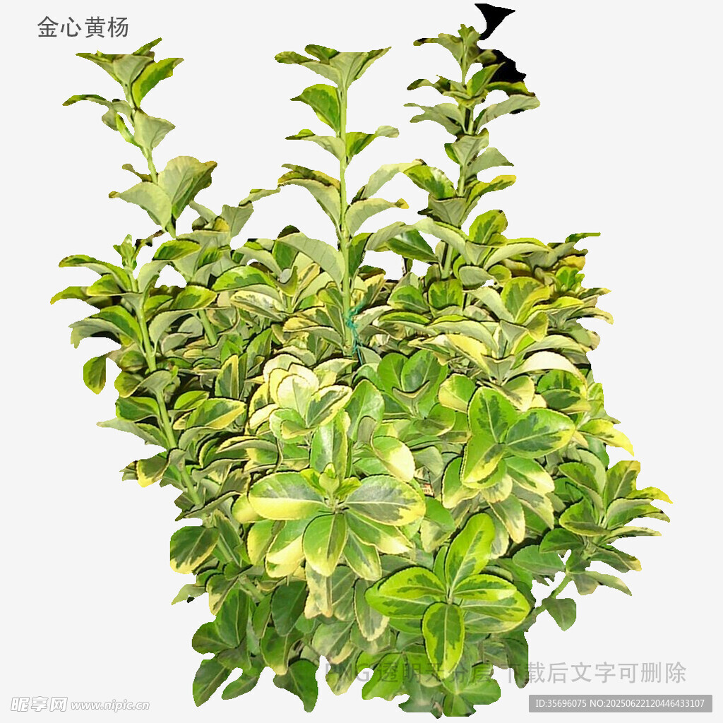 綠葉繁茂的清新植物