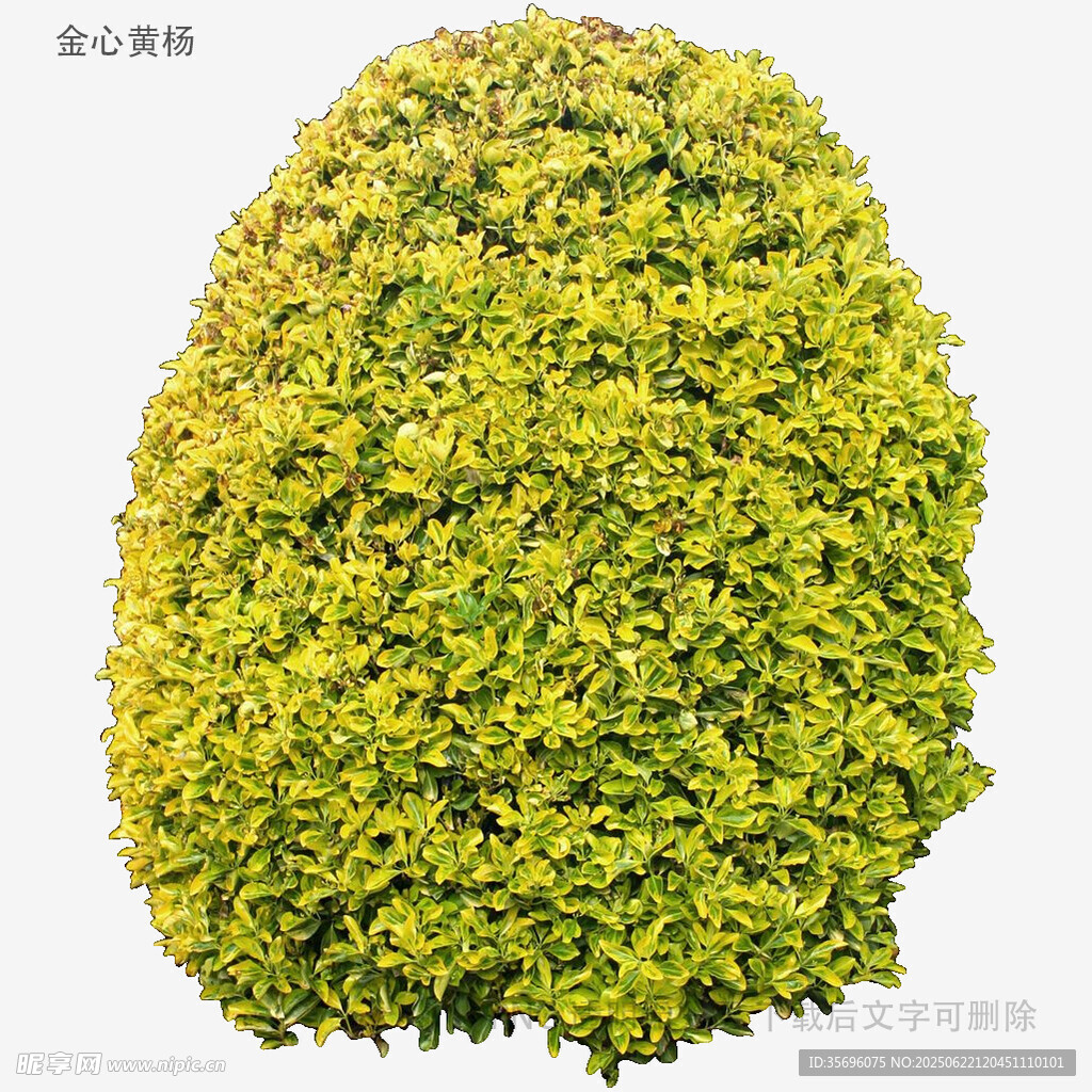 球形綠植景觀