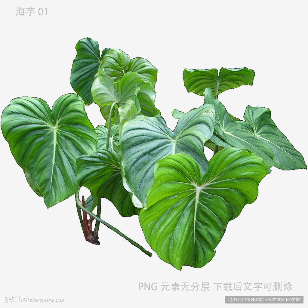 大葉海芋植物高清圖片