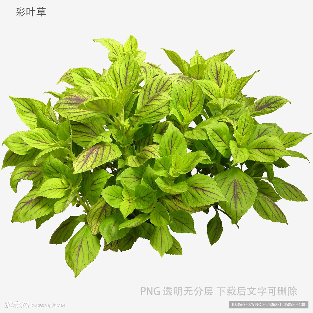 鮮綠茂盛的綠葉植物