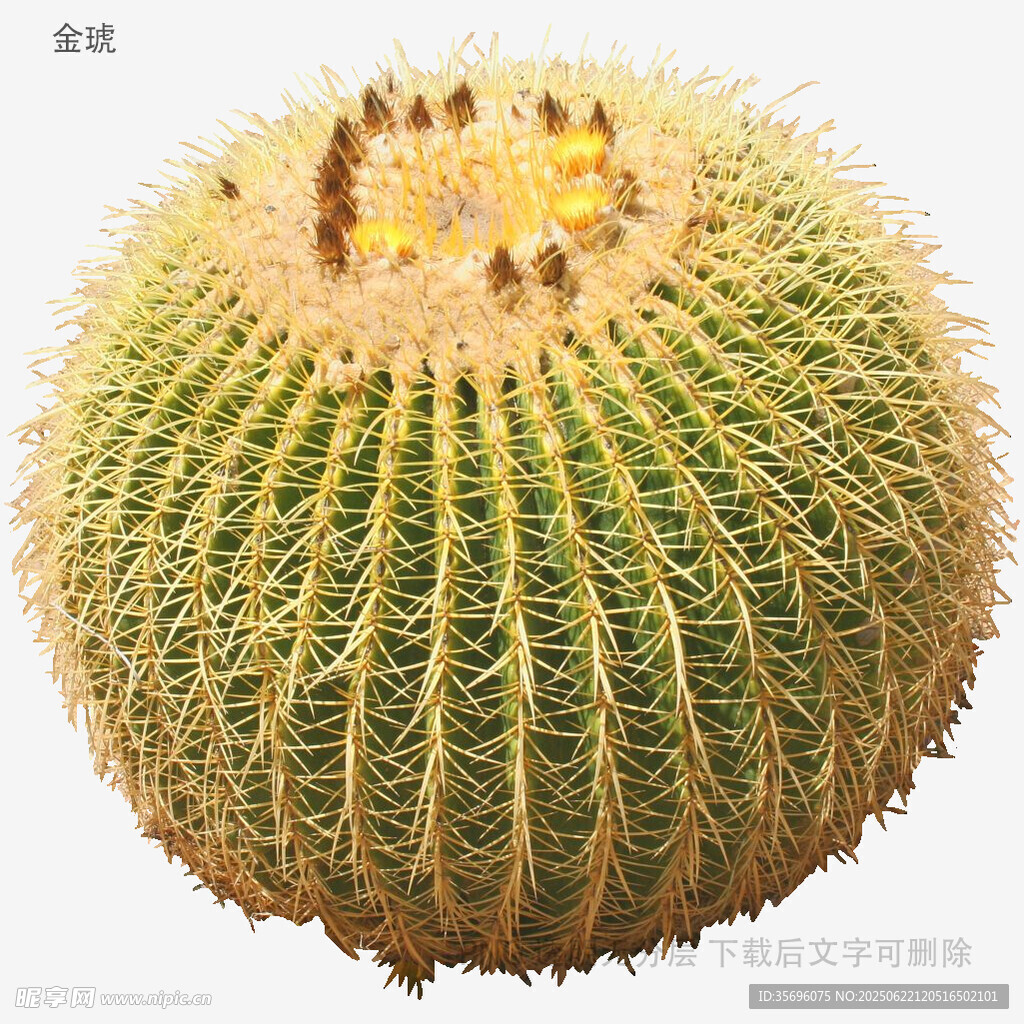 球形仙人掌特寫
