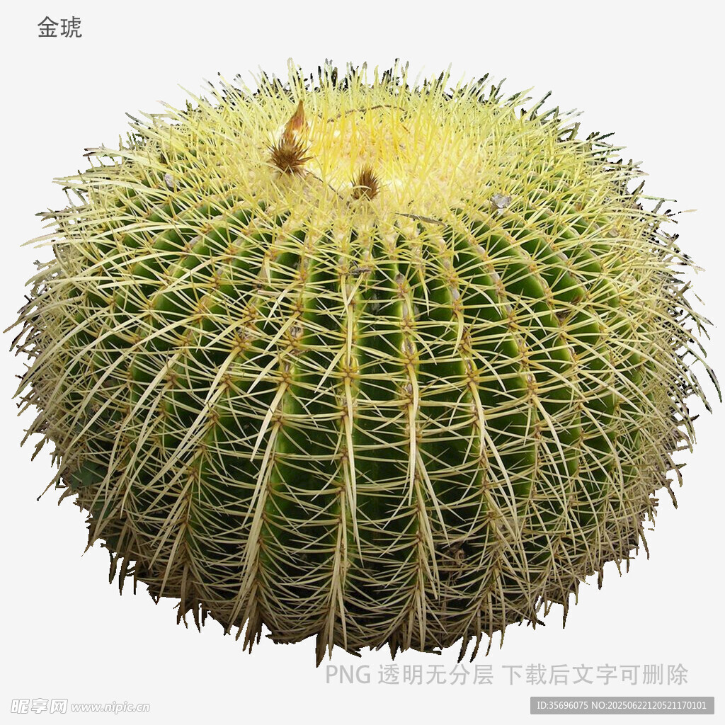 球形仙人掌特寫