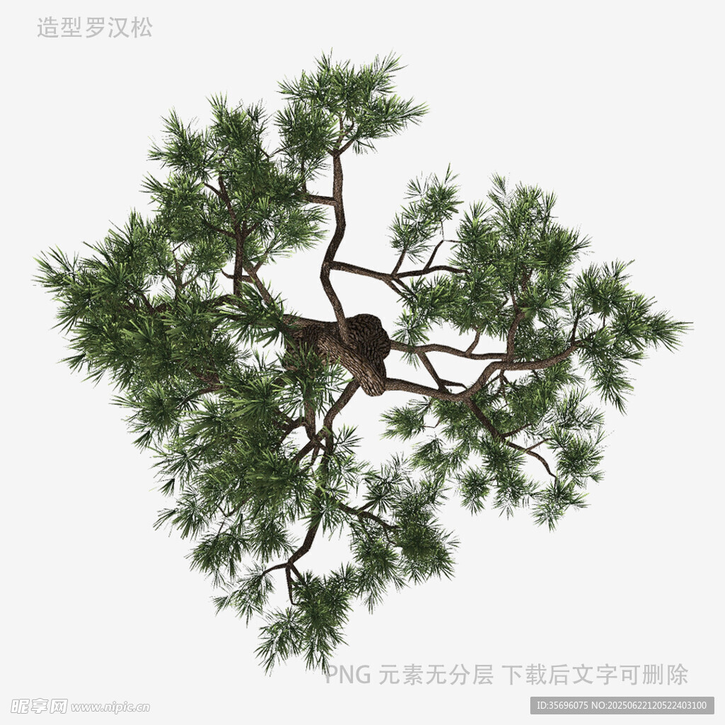 俯視視角下的蒼勁松樹