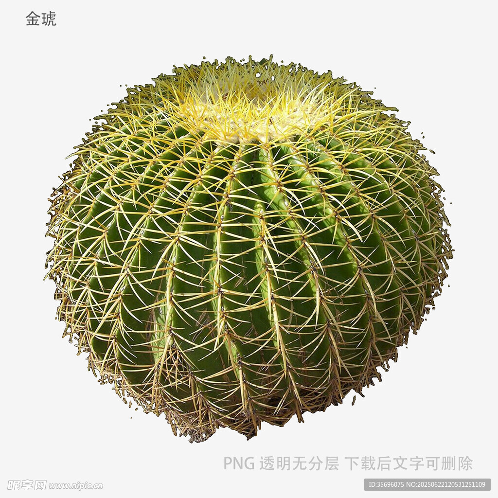 球形仙人掌特寫
