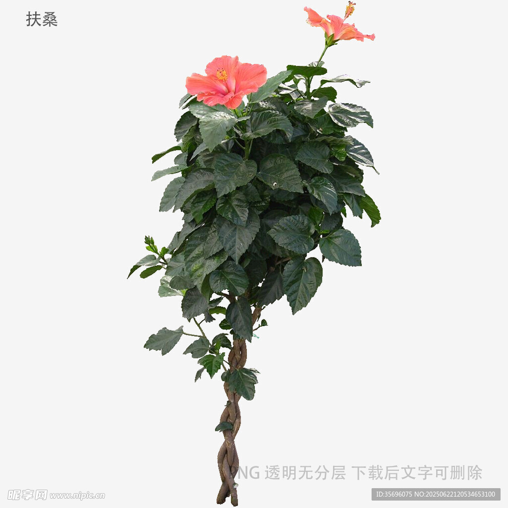 單株朱槿花綠植特寫
