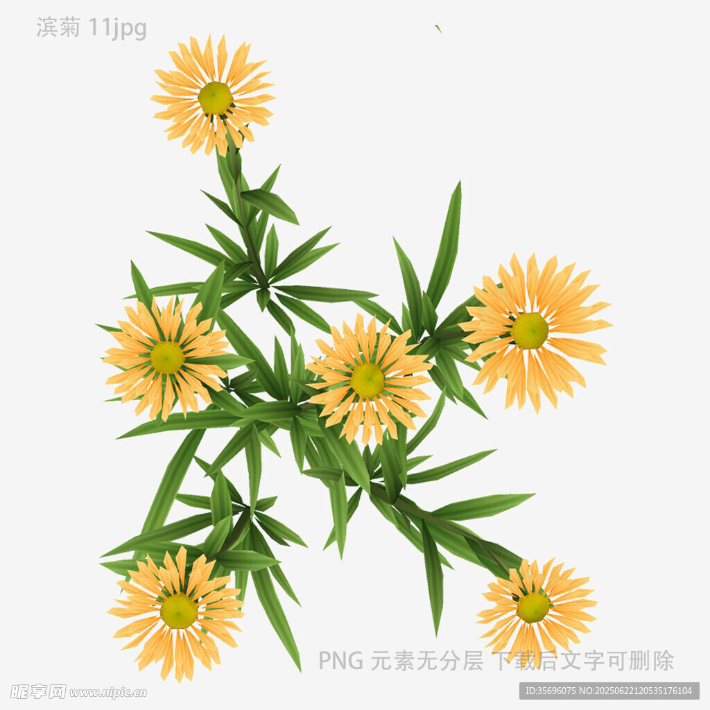 黃色花朵植物插畫