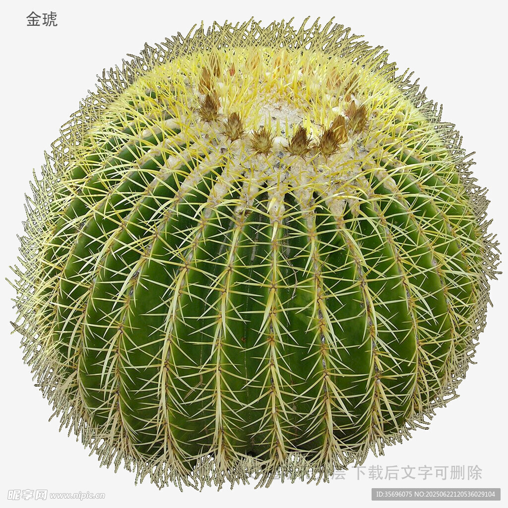 球形仙人掌特寫