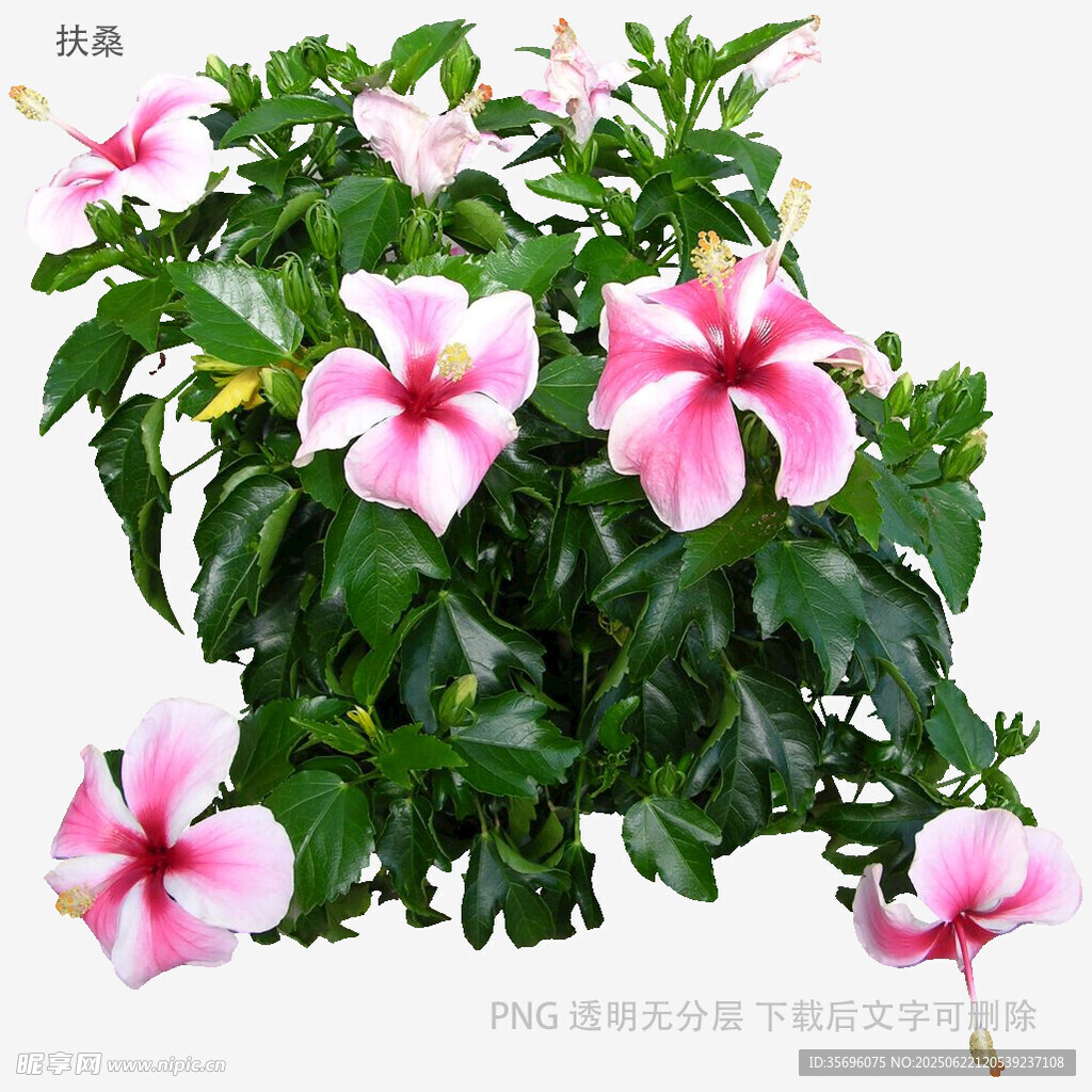 粉色扶桑花盆栽