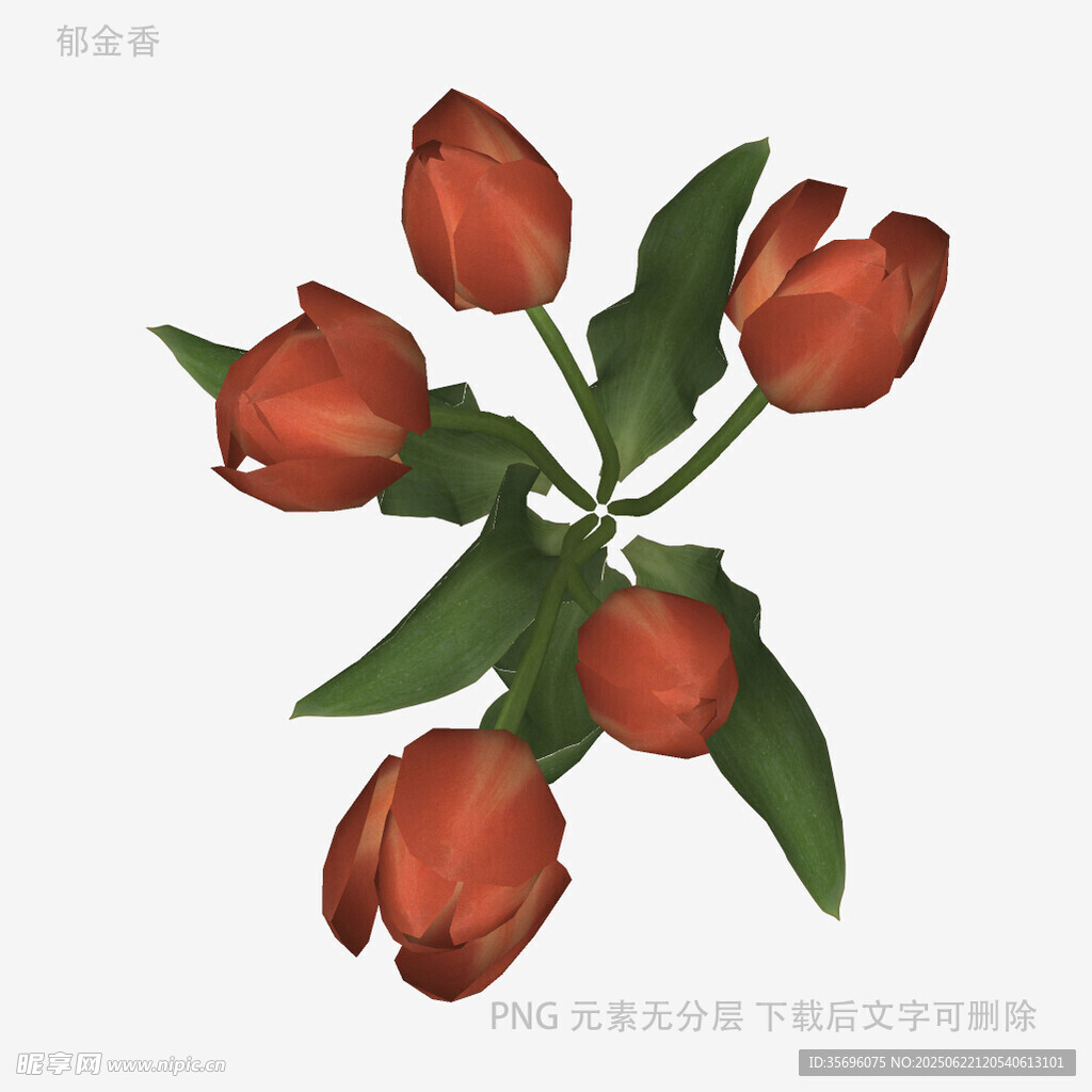 紅色郁金香花朵特寫