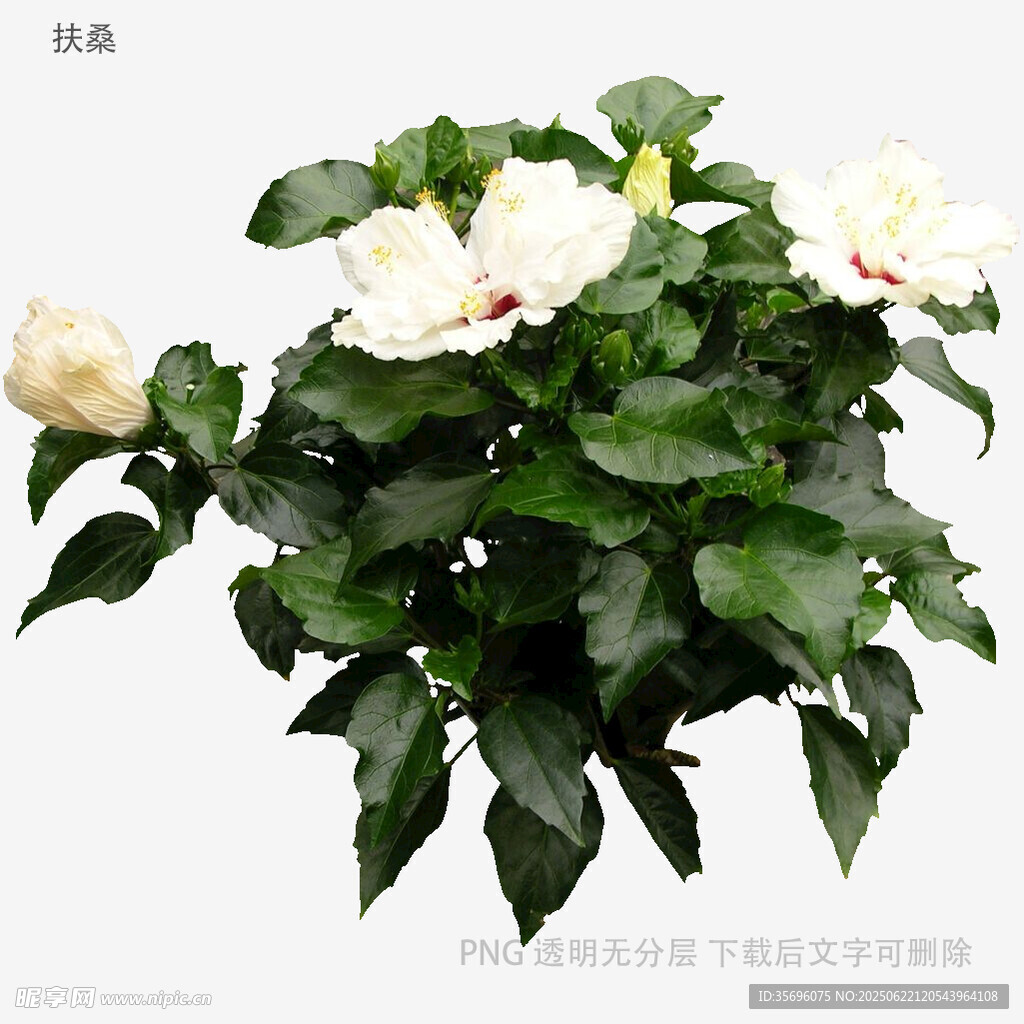 白色牡丹花植株