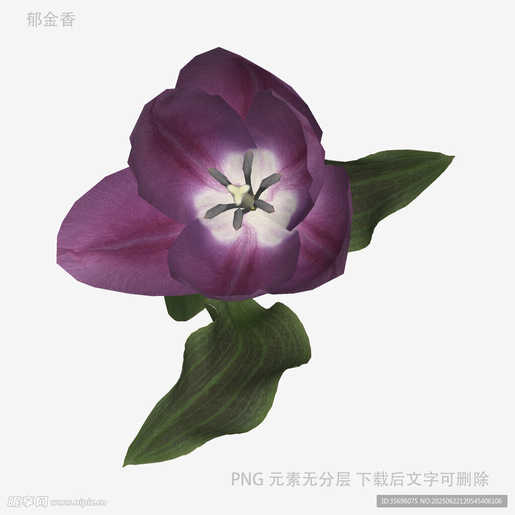紫色郁金香特寫