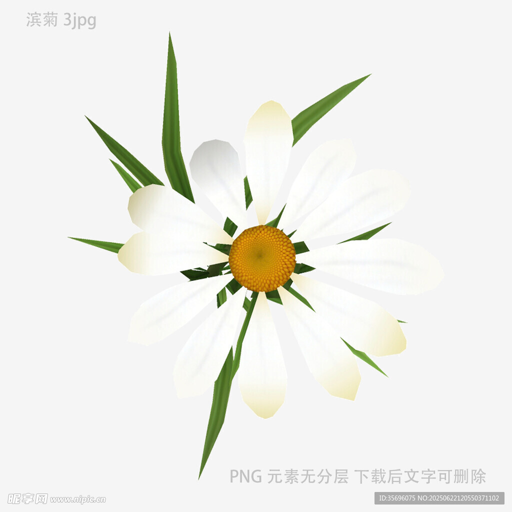 白色雛菊特寫