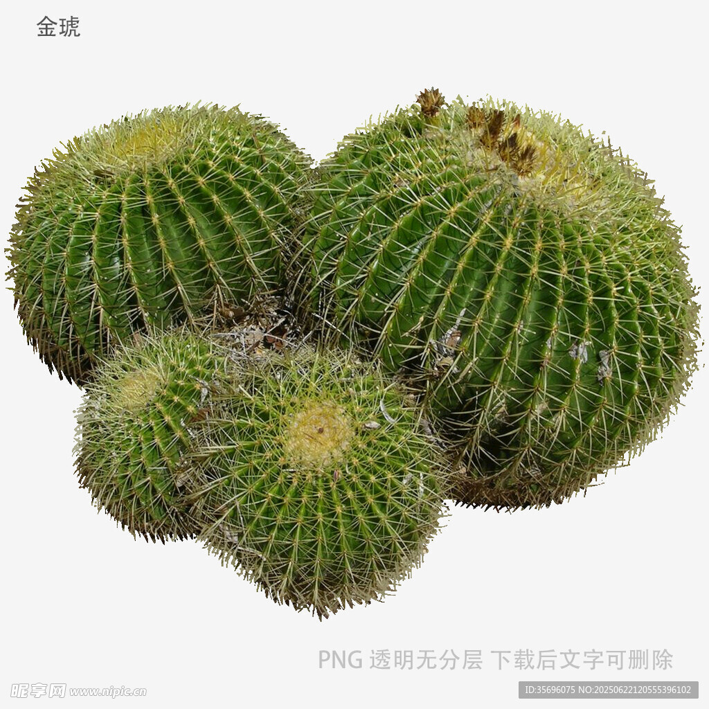 圓潤可愛的仙人球組合