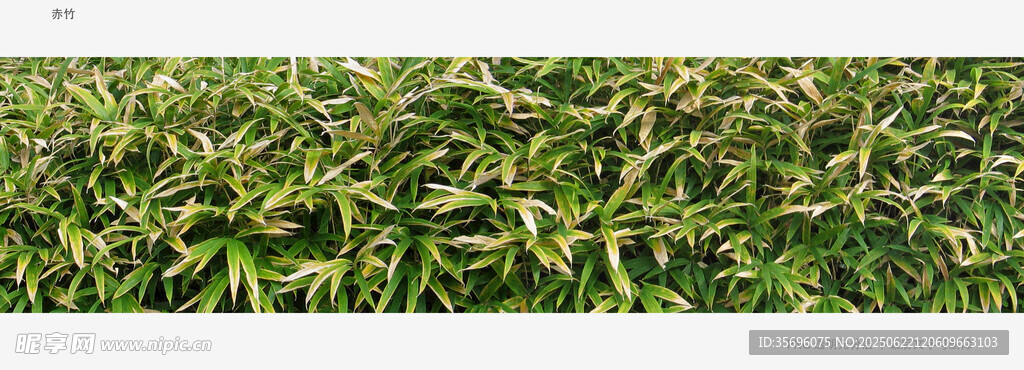 翠綠茂盛的植物景觀