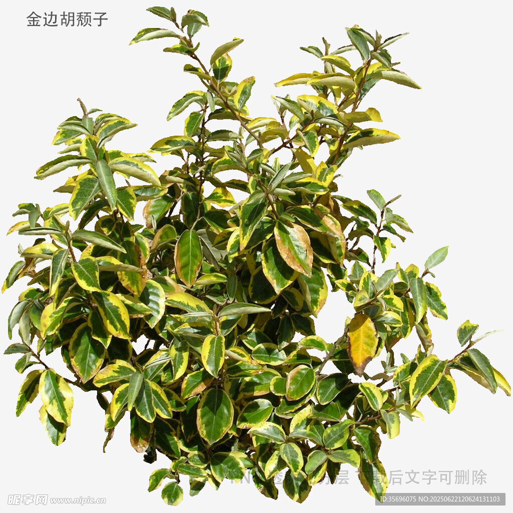黃綠相間葉片的綠植