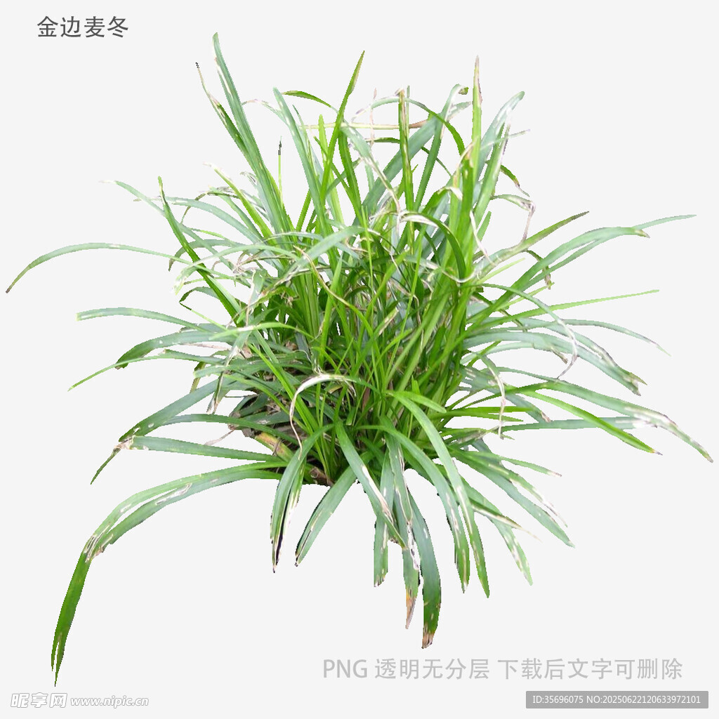 翠綠蔥蘢的觀賞草植物