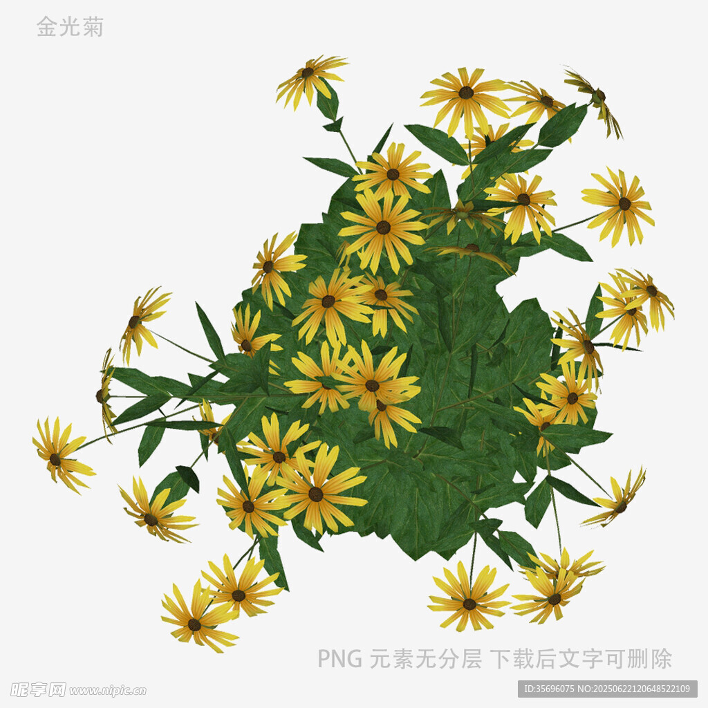 黃色菊花植物插畫