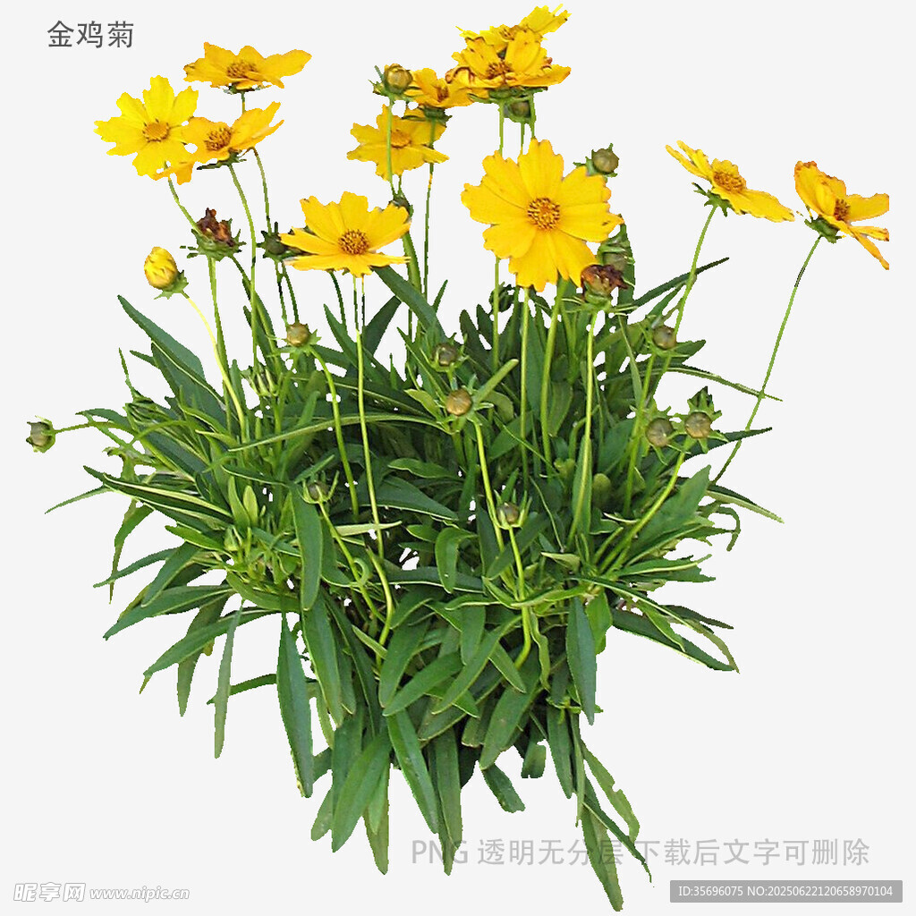 黃色小菊花盆栽