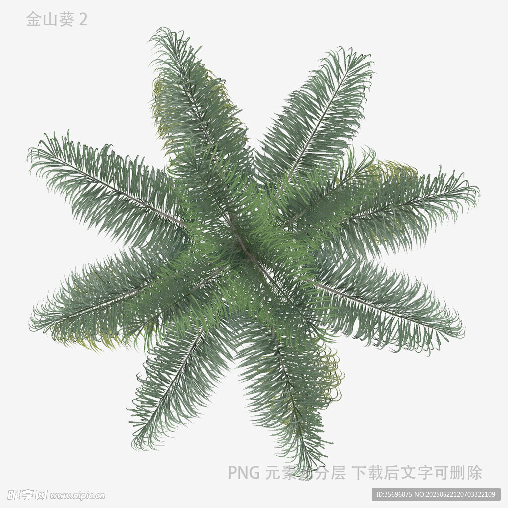 綠色松針植物頂視圖