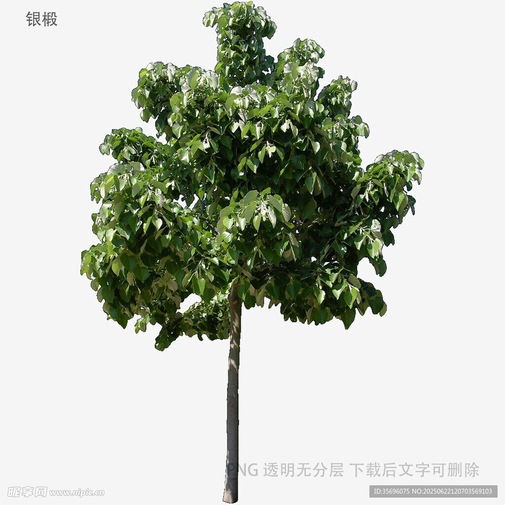 單棵綠樹植物素材圖