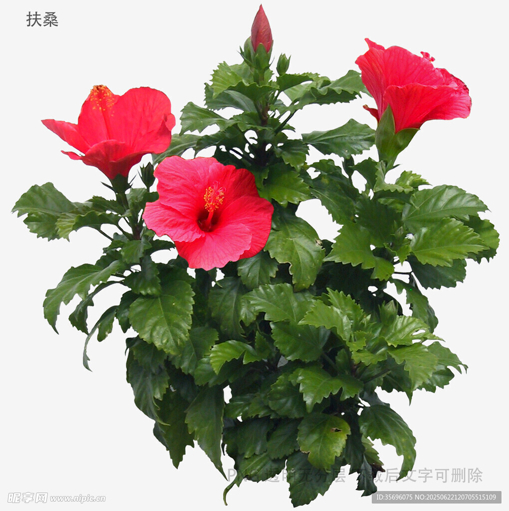 嬌艷朱槿花綻放