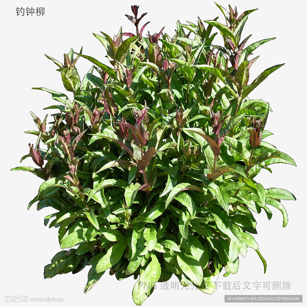 綠葉紅邊植物特寫