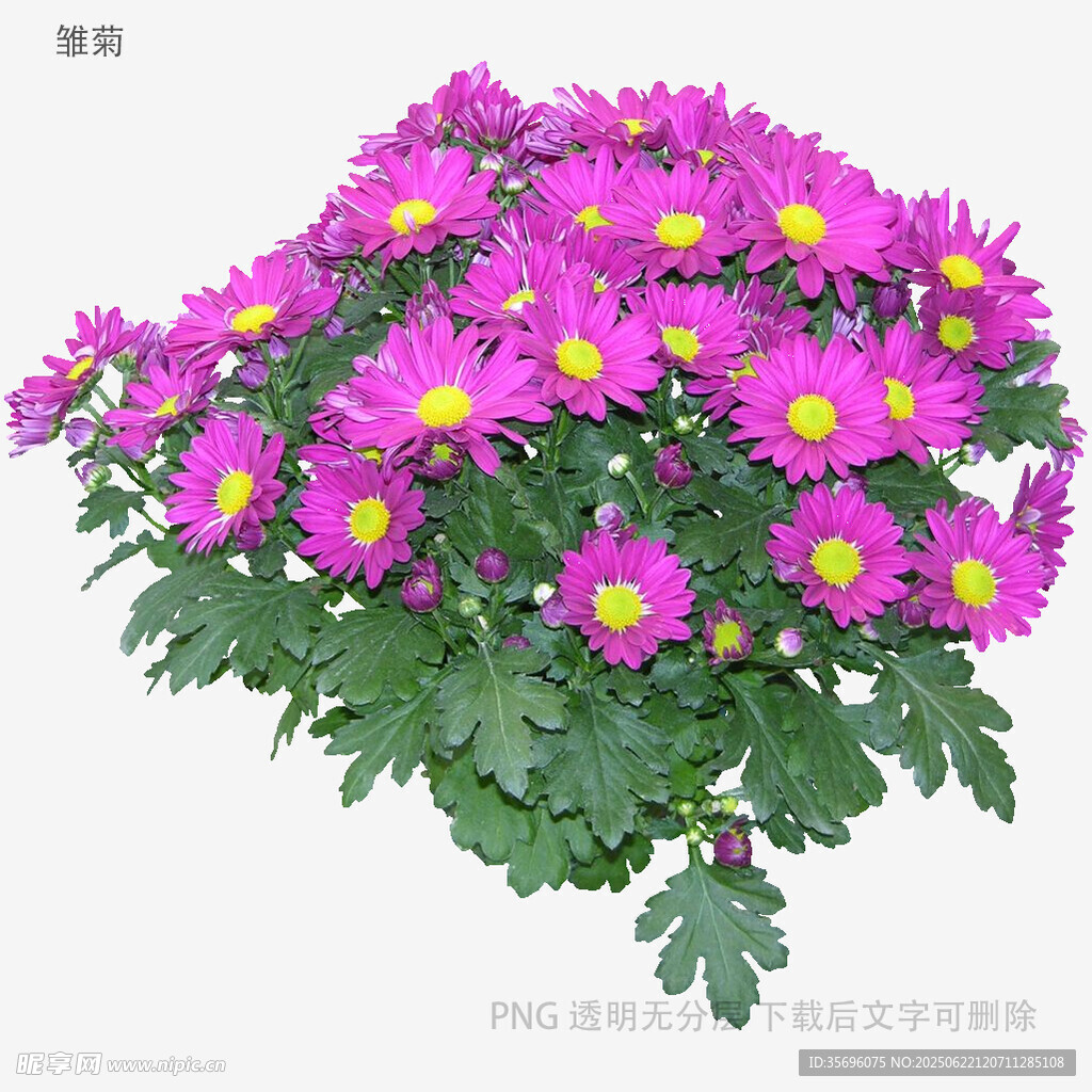紫色菊花盆栽