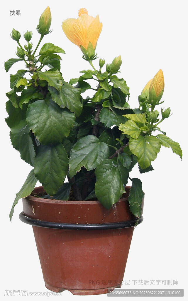 盆栽黃蟬花