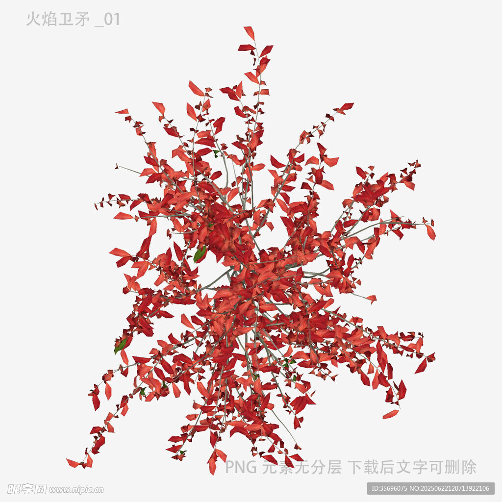 紅色枝葉植物特寫