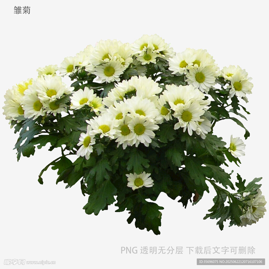 白色菊花花卉特寫