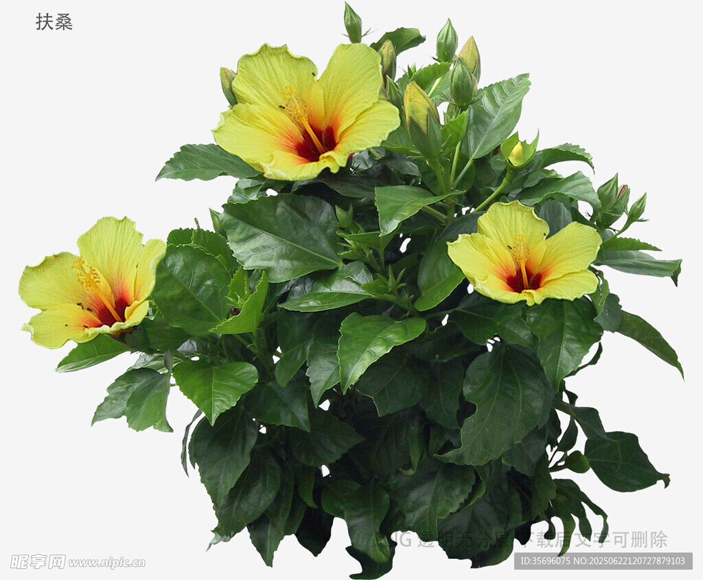 黃色扶桑盆栽花卉植物