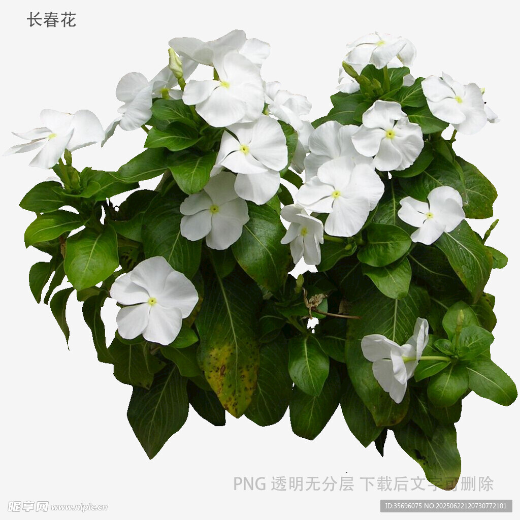 白色花卉綠植盆栽特寫