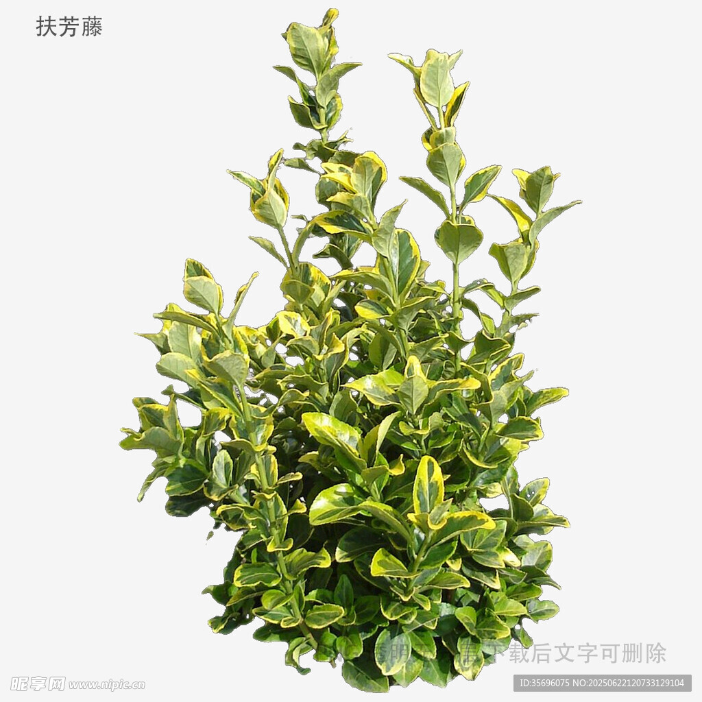 翠綠茂盛的黃楊綠植盆栽