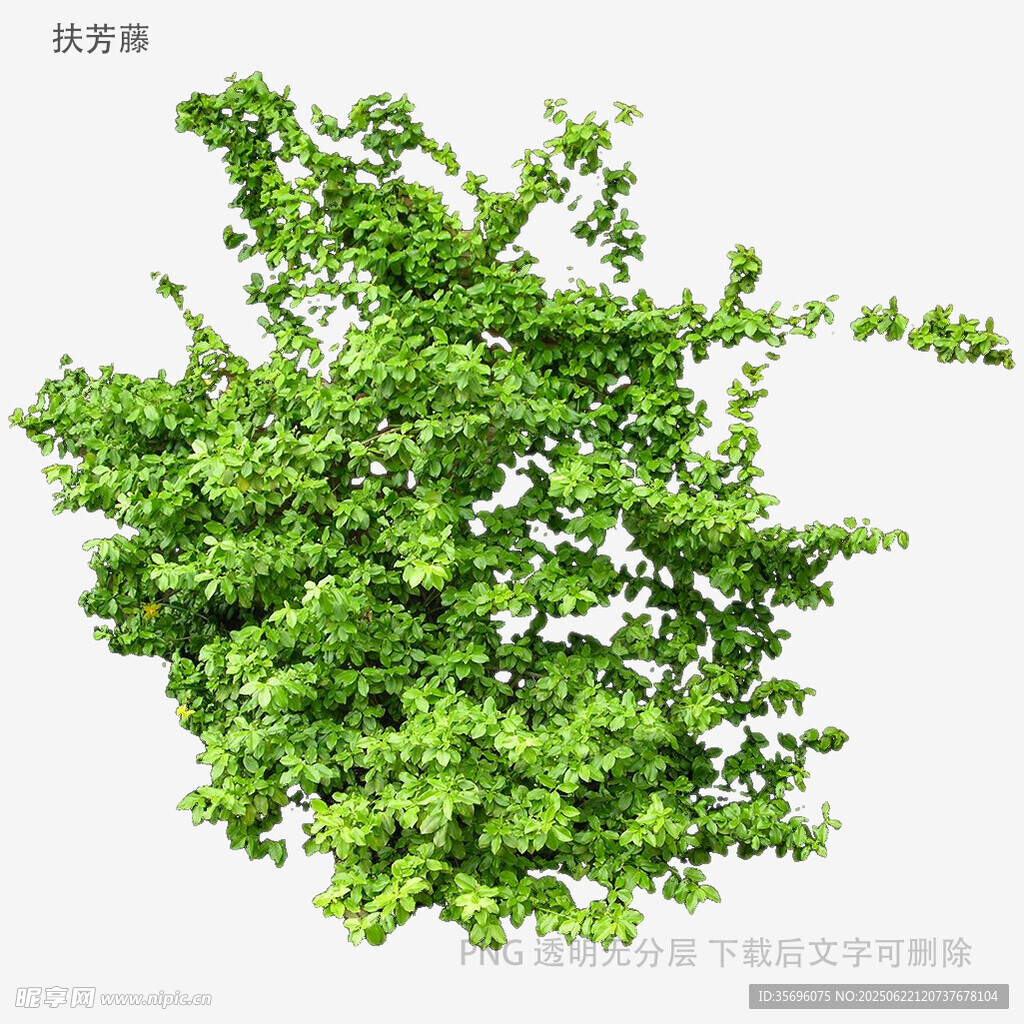 翠綠繁茂的灌木植物