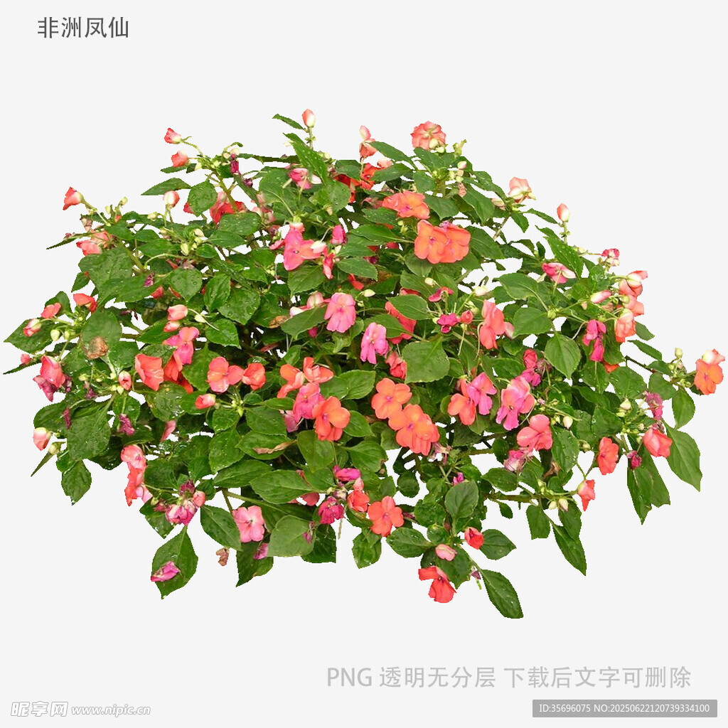 垂吊粉色花卉盆栽