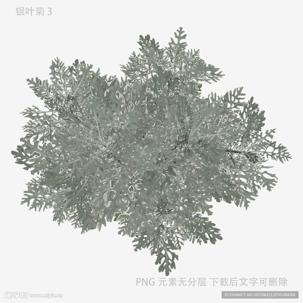 俯視視角的繁茂綠植