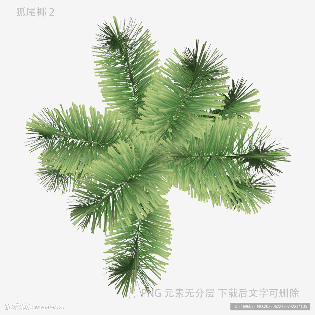 綠色松枝裝飾素材