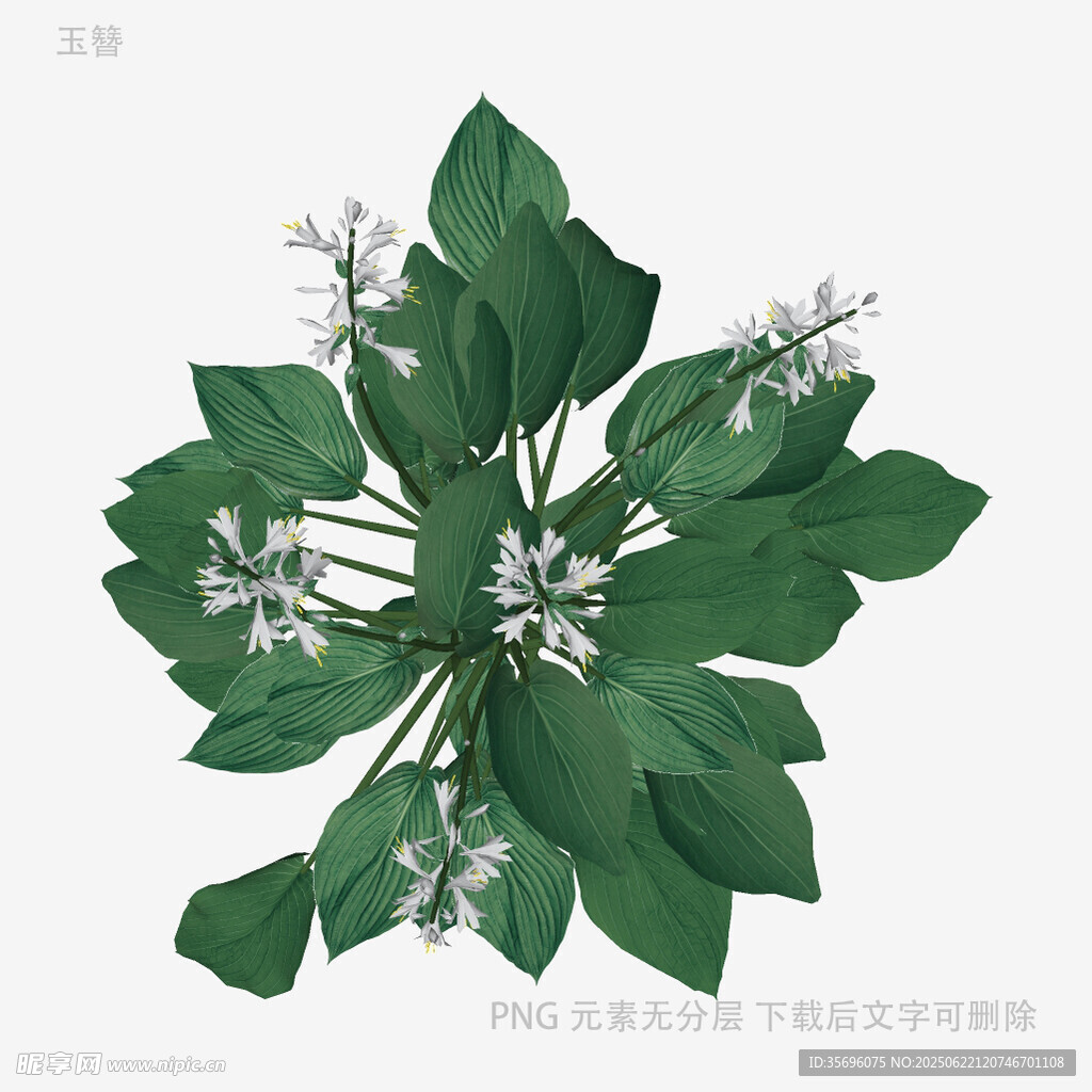 綠葉白花植物插畫(huà)