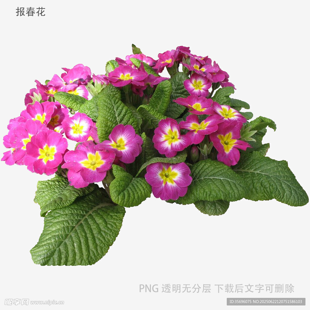 艷麗報(bào)春花綻放綠葉間