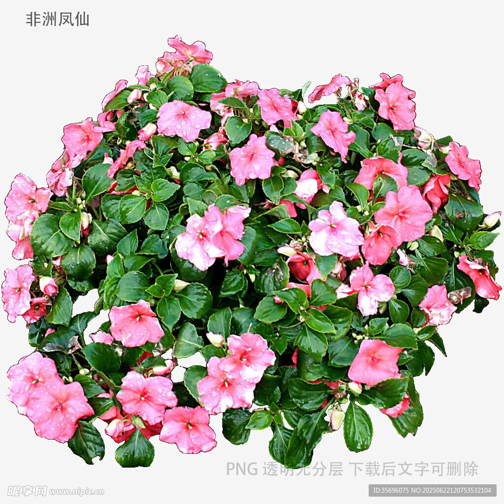 粉色繁花垂吊盆栽