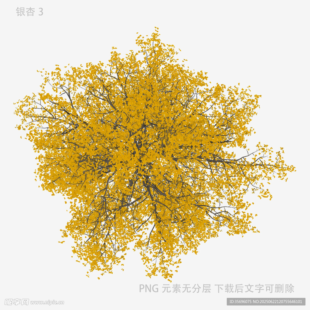 金黃樹冠俯視圖