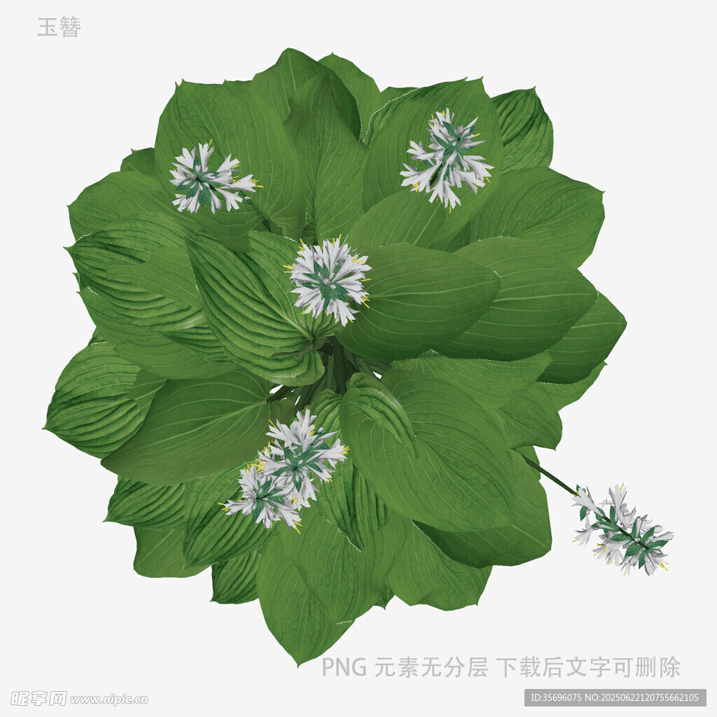 翠綠玉竹花朵特寫
