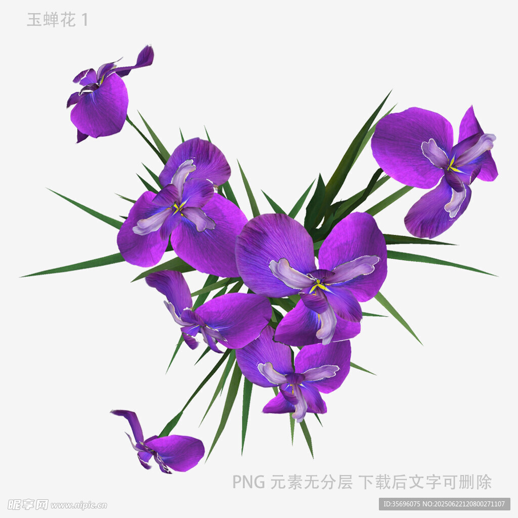 紫色蘭花花卉特寫
