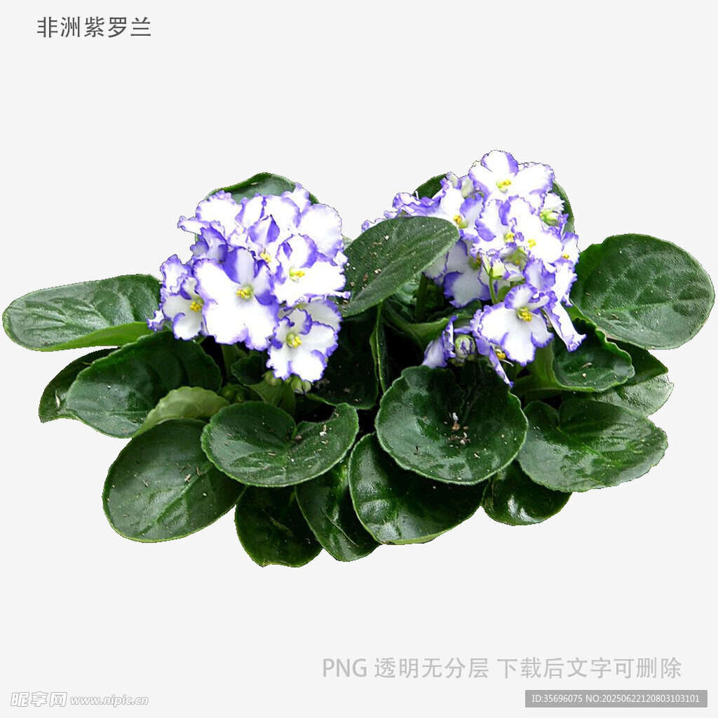 藍白仙客來盆栽