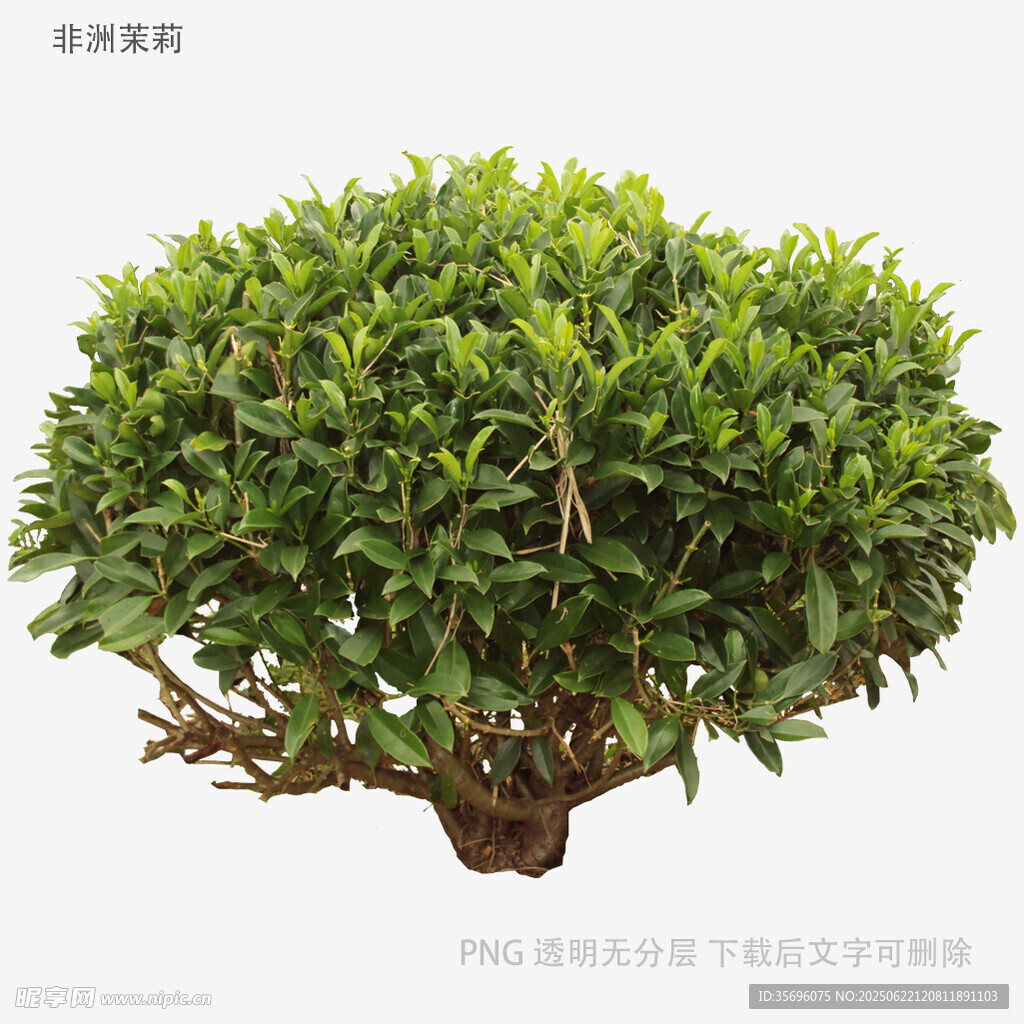 球形綠植盆景