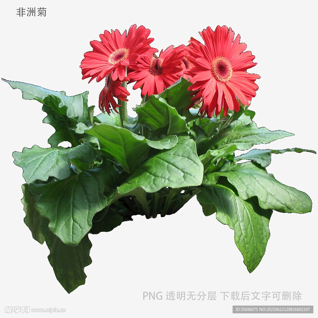 兩朵鮮艷非洲菊綠植