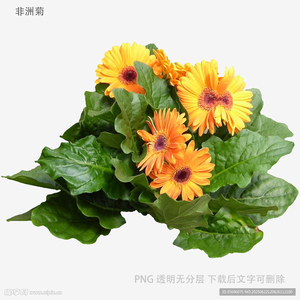 鮮艷非洲菊與綠葉組合